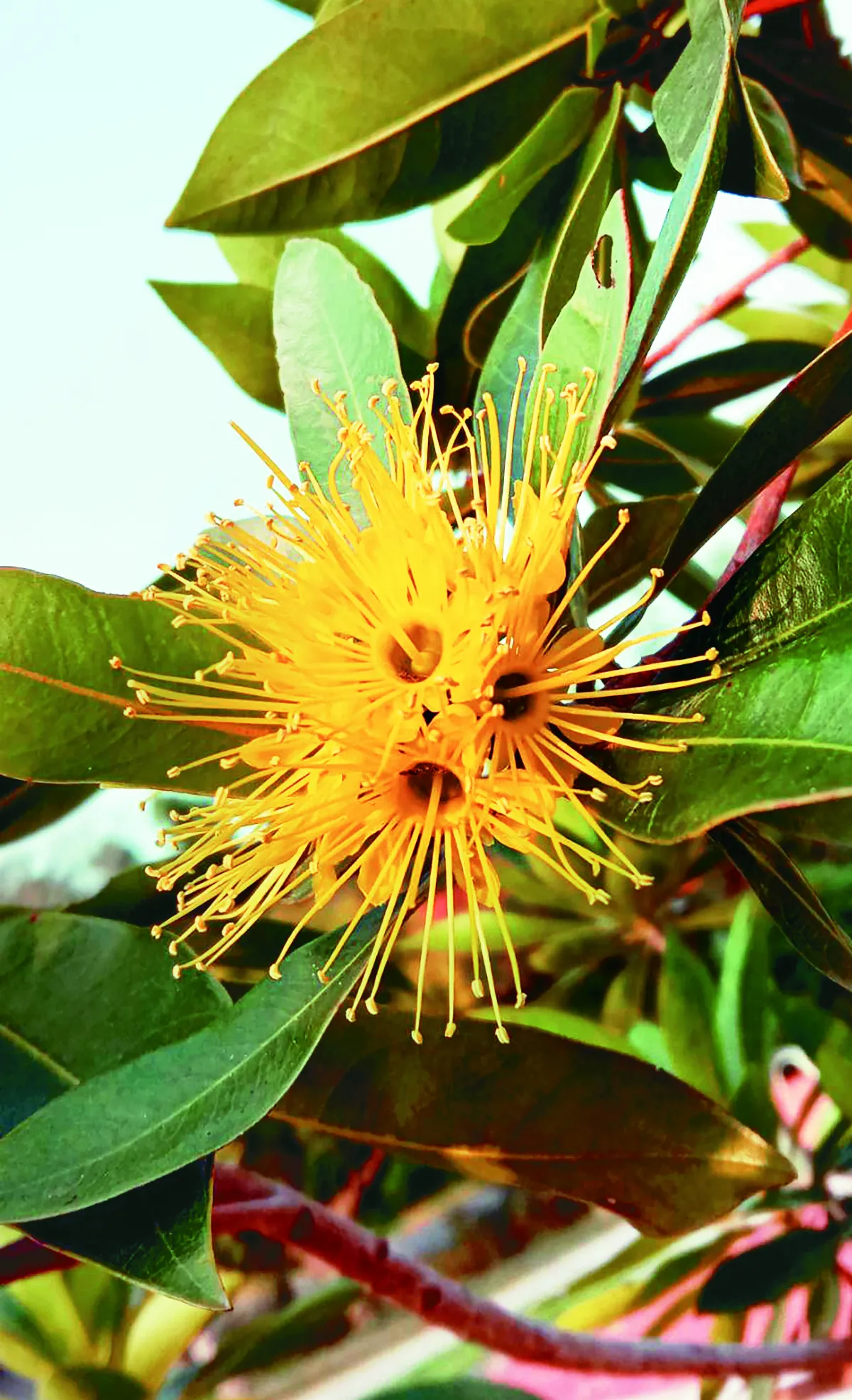 【四季花樣】 蒲桃與紅花繼木