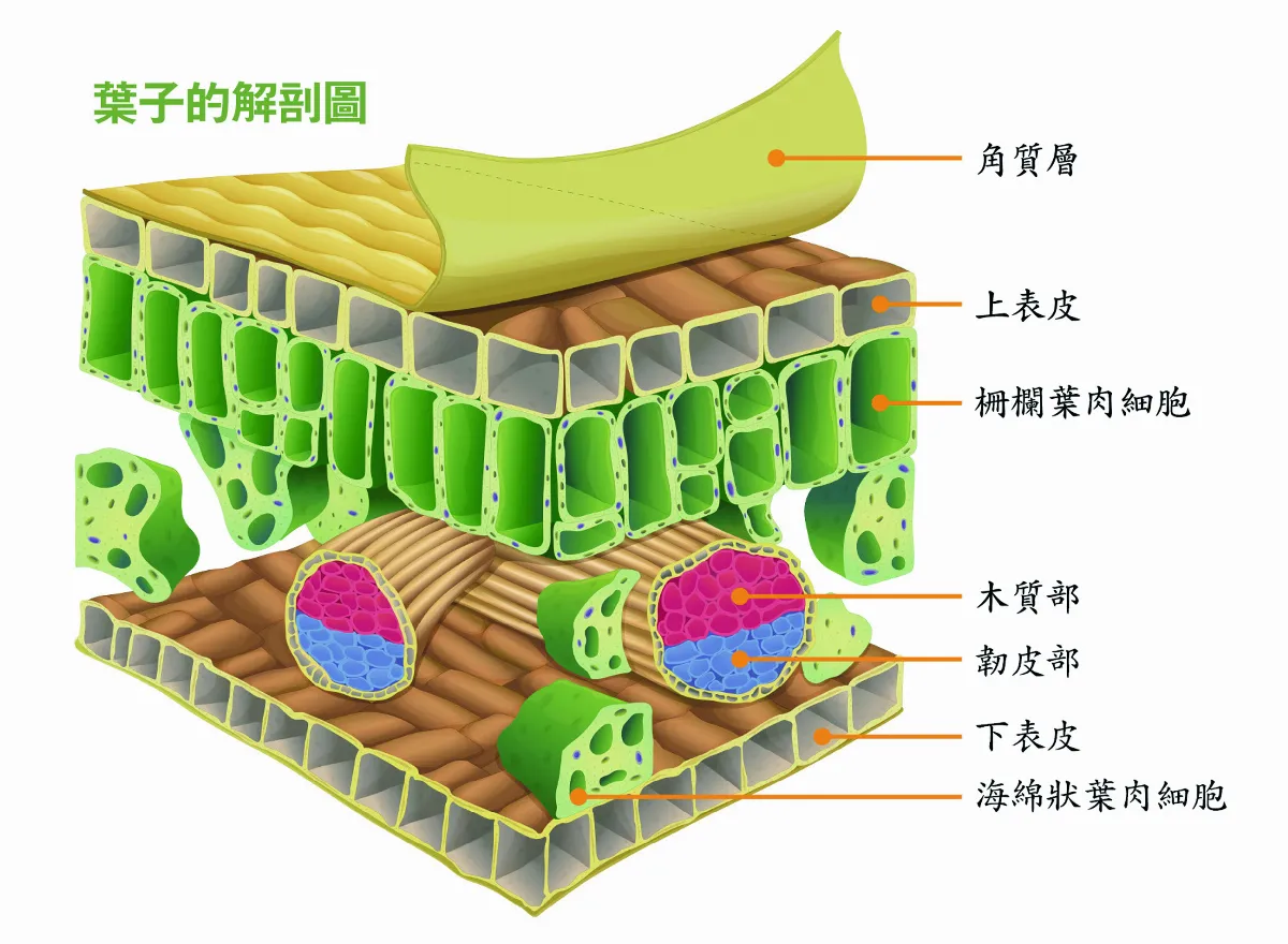 落葉的最後身影