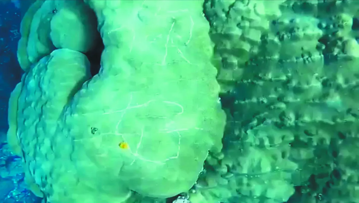 蘭嶼200歲珊瑚  被刻「你好」