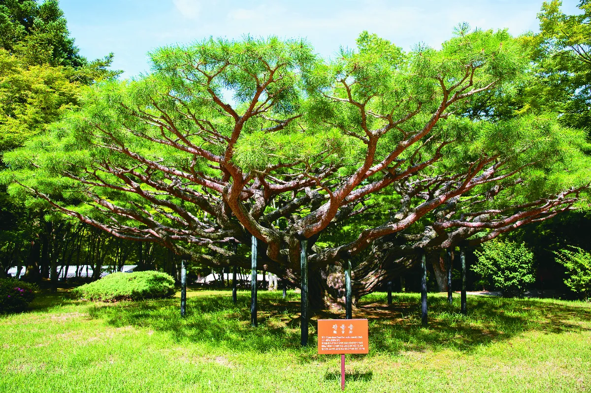 南韓佛國寺建築 詮釋淨土世界