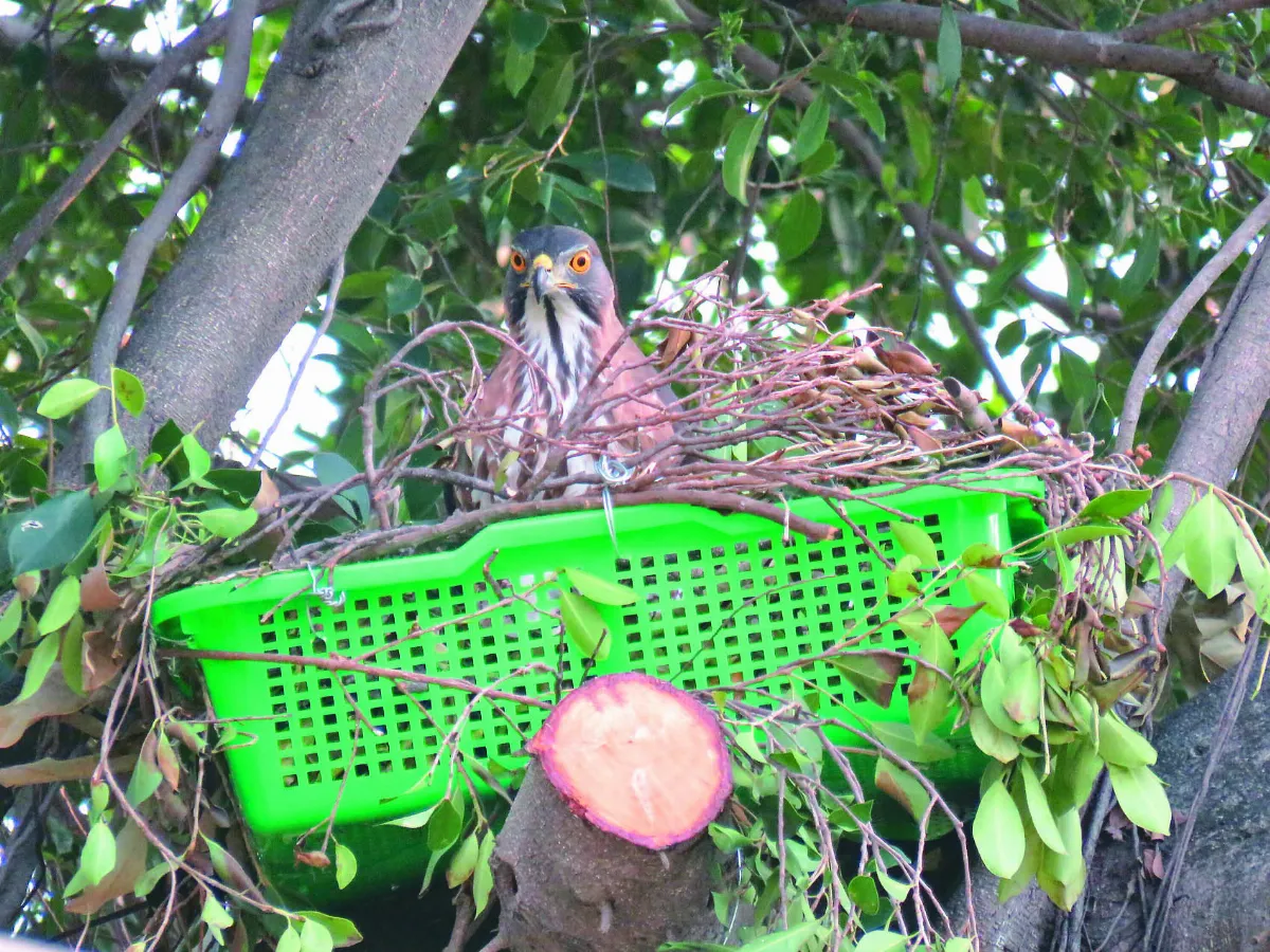 菜籃當新窩  鳳頭蒼鷹一家團圓