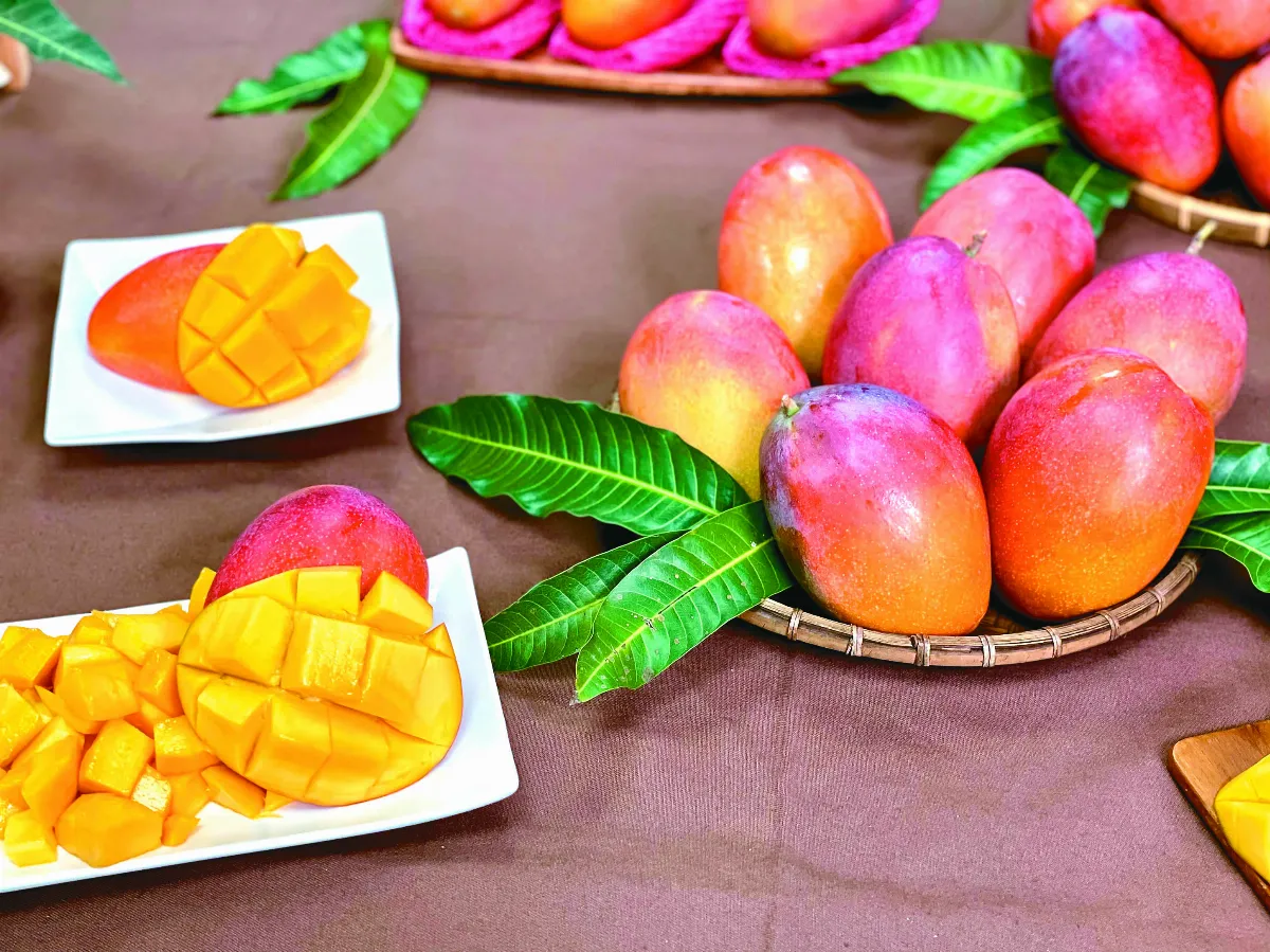 台南國際芒果節 推6條農遊體驗