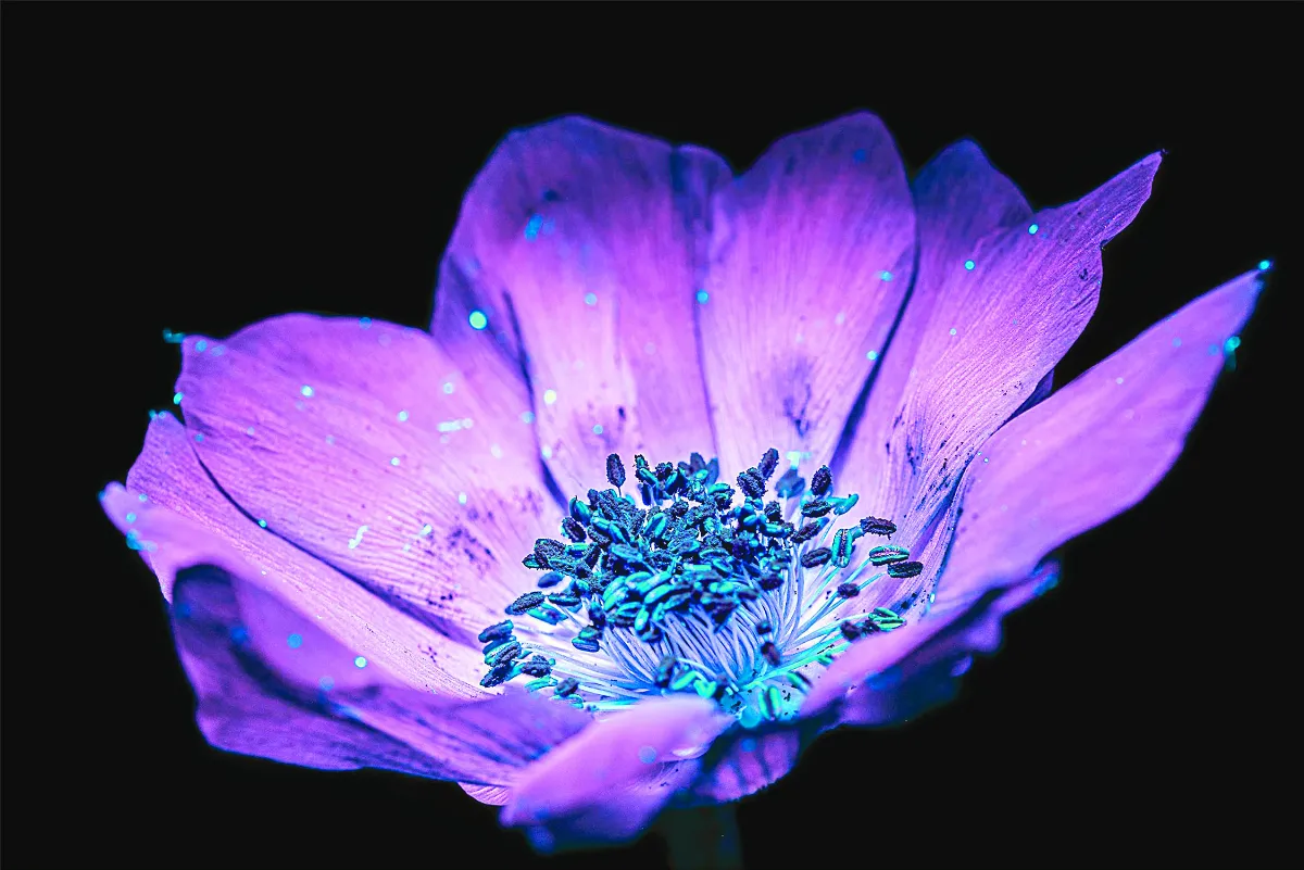 當藝術遇見科學 把花都變紫了