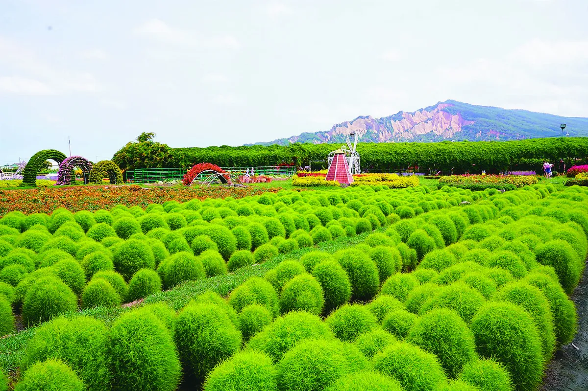 中社觀光花市 波波草吸睛