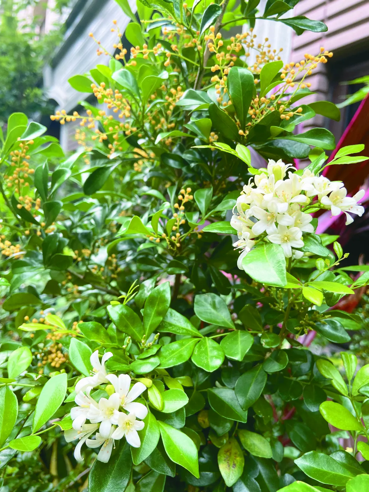 【我的心園】亮綠小葉涼一夏