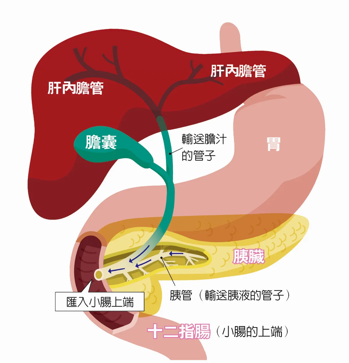 認識內分泌系統