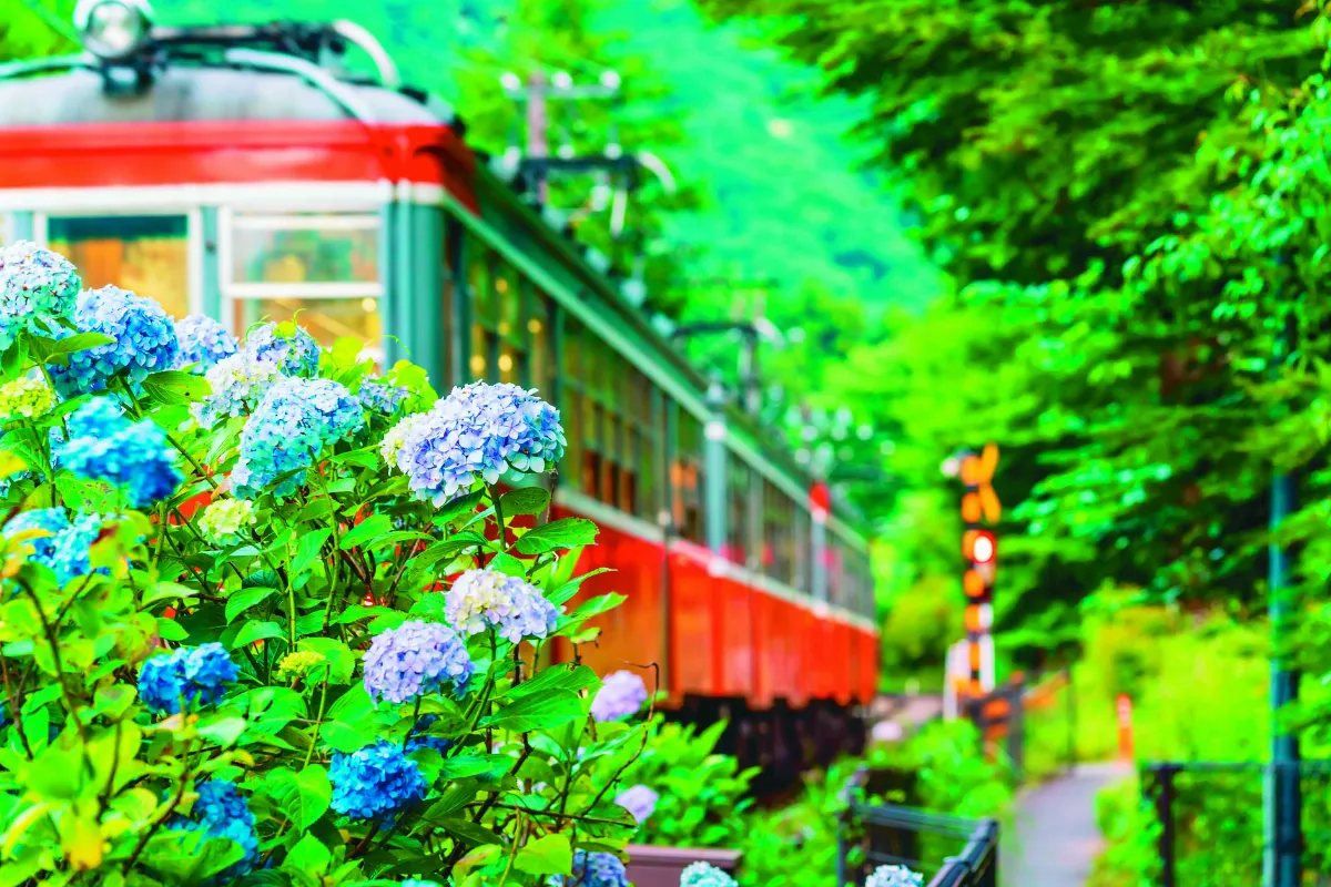 繡球花開滿古寺 鎌倉雨季勝景