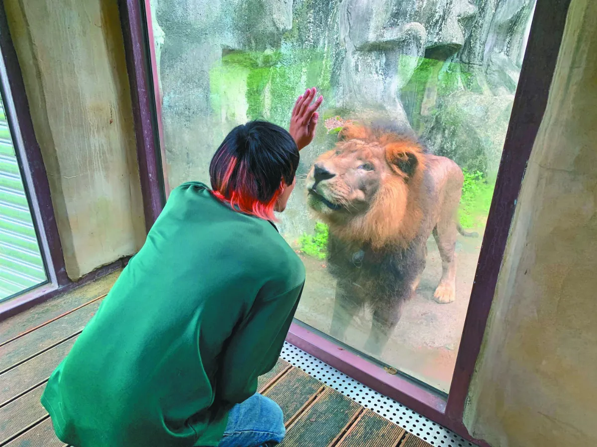 與保育員交心  獅王小辛愛撒嬌賣萌