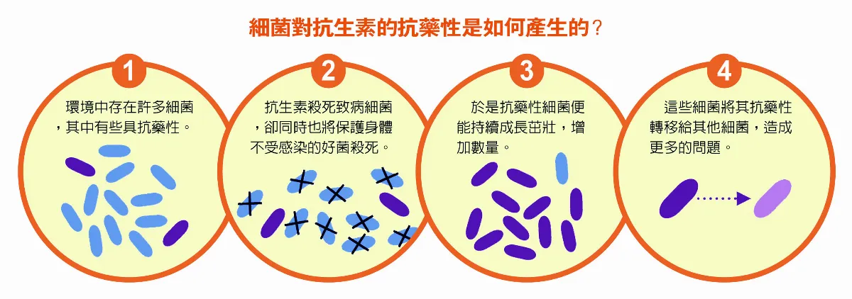 當抗生素 碰上頑強真菌…