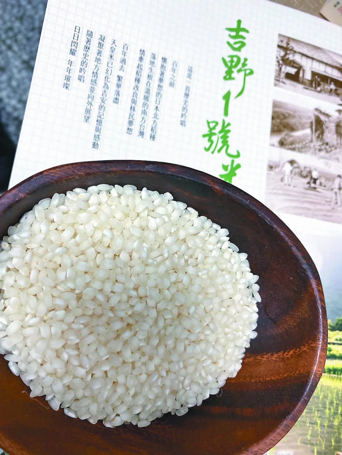 吉野 1 號米身世揭曉  曾是日治天皇米