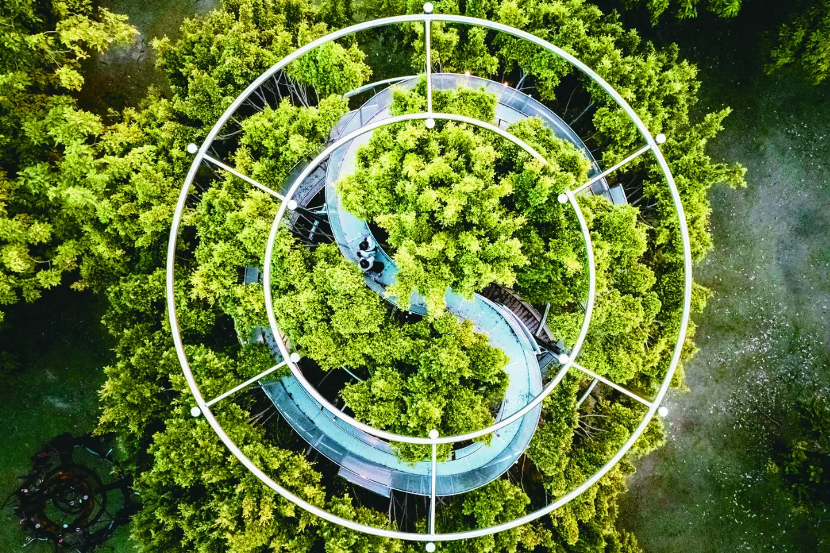 駁二新地標 360°大樹宇宙  登樹梢望美景