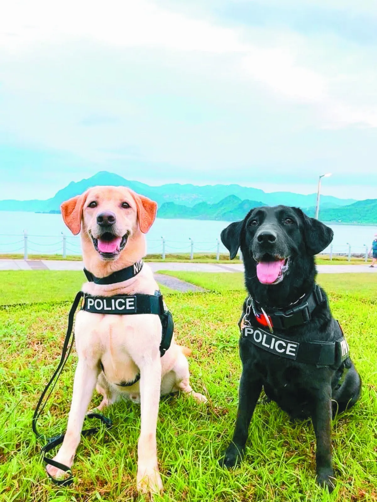 退役警犬 成為校園小老師