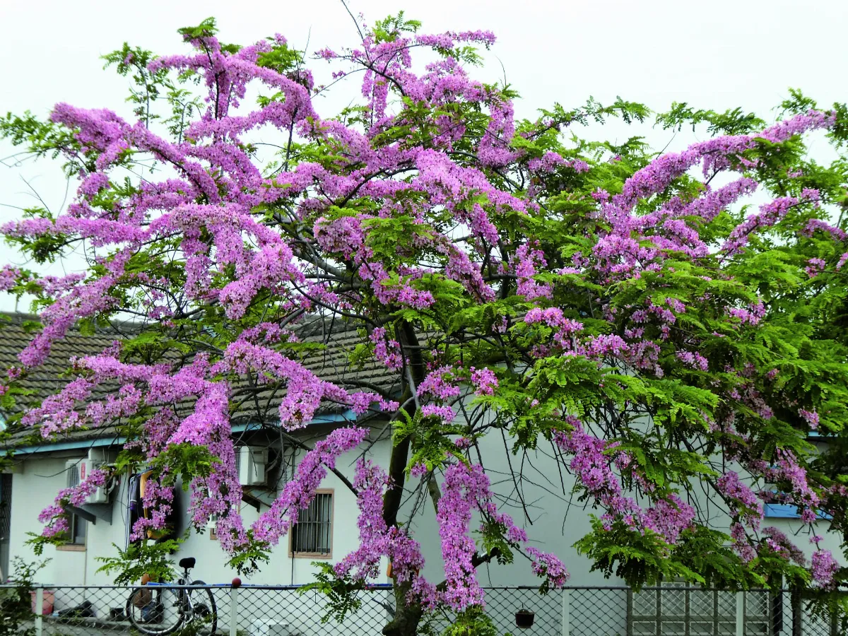 【生活快門】遇見桃花源