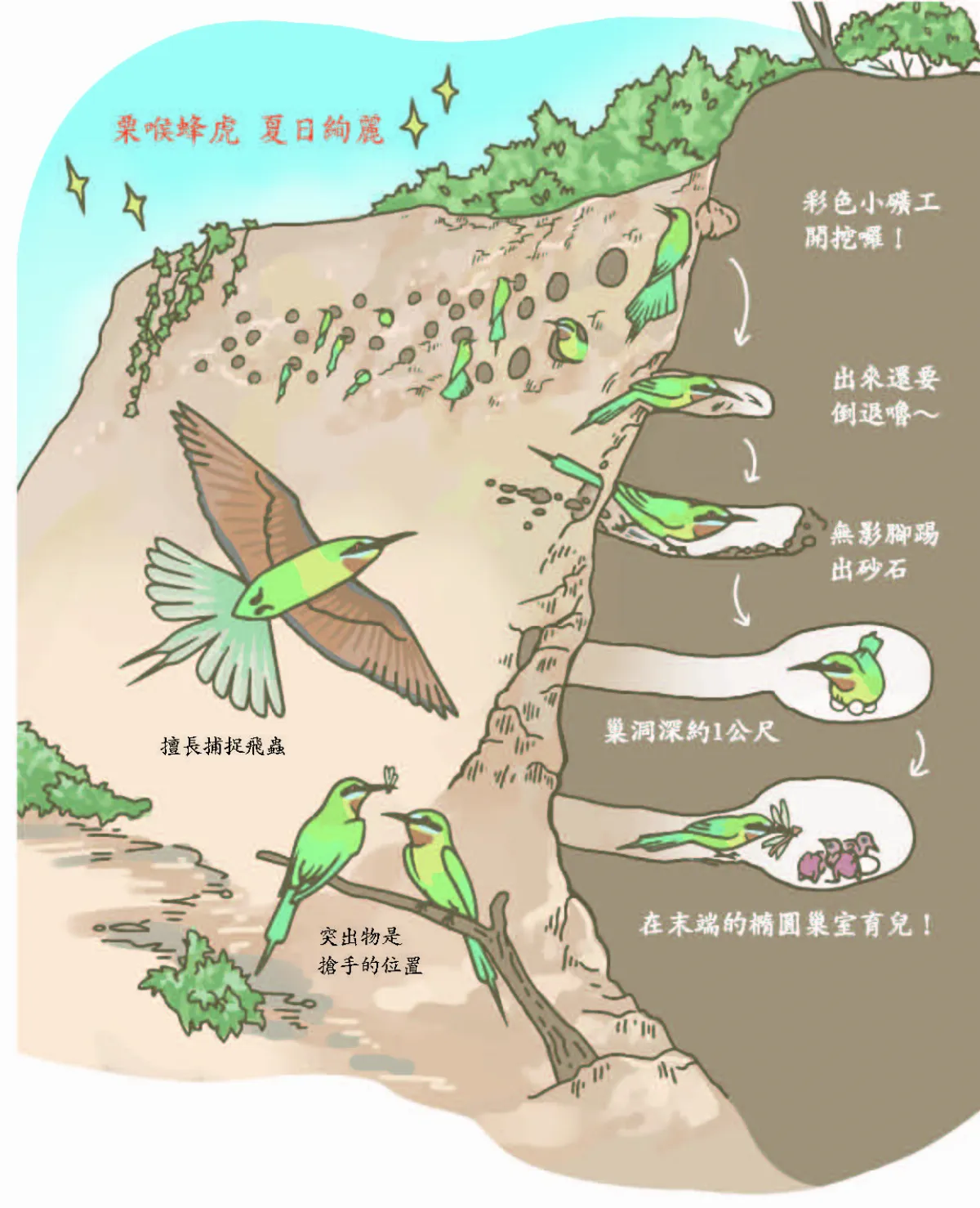 【玉子手札】栗喉蜂虎絢麗一夏