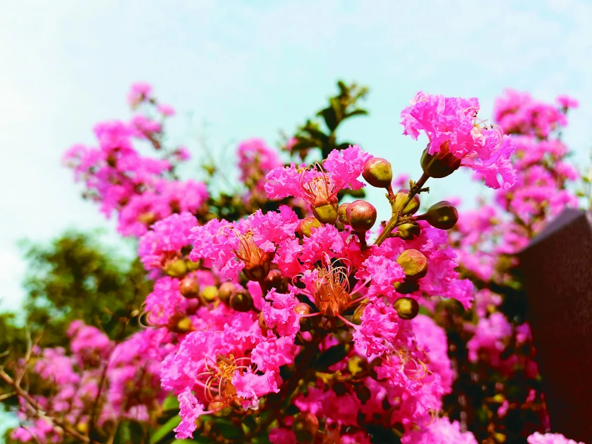 【幸福花語】紫薇啊紫薇