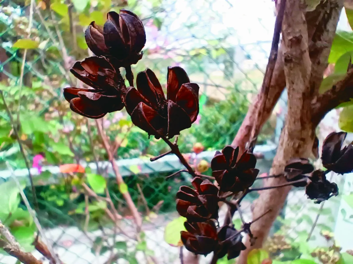 【幸福花語】紫薇啊紫薇