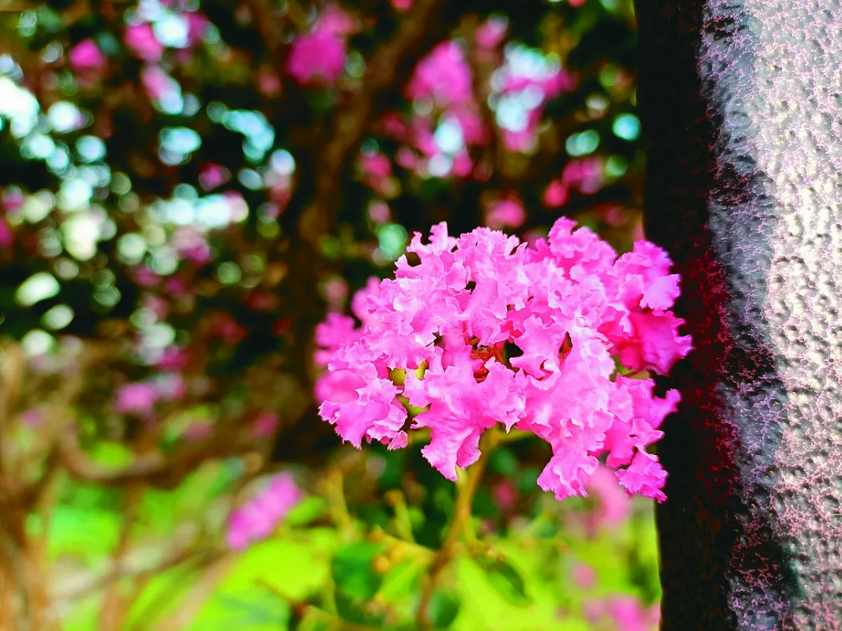 【幸福花語】紫薇啊紫薇