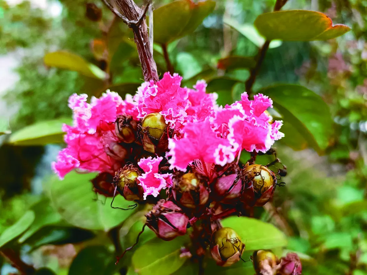 【幸福花語】紫薇啊紫薇