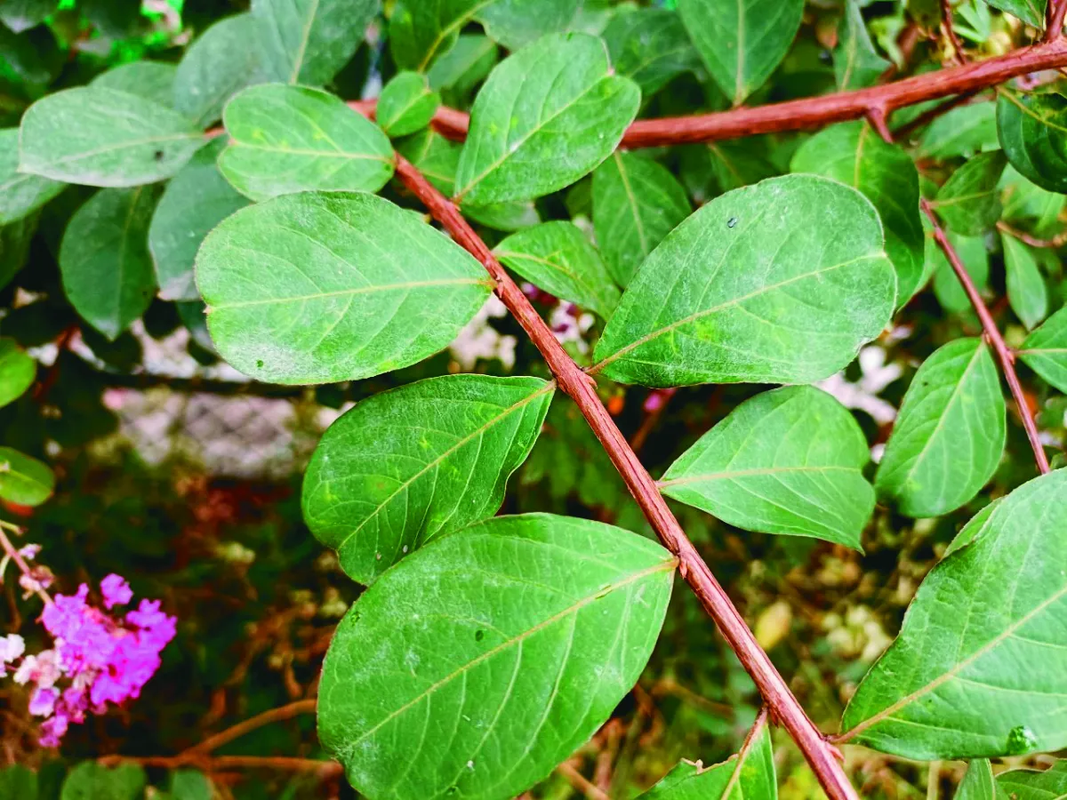 【幸福花語】紫薇啊紫薇