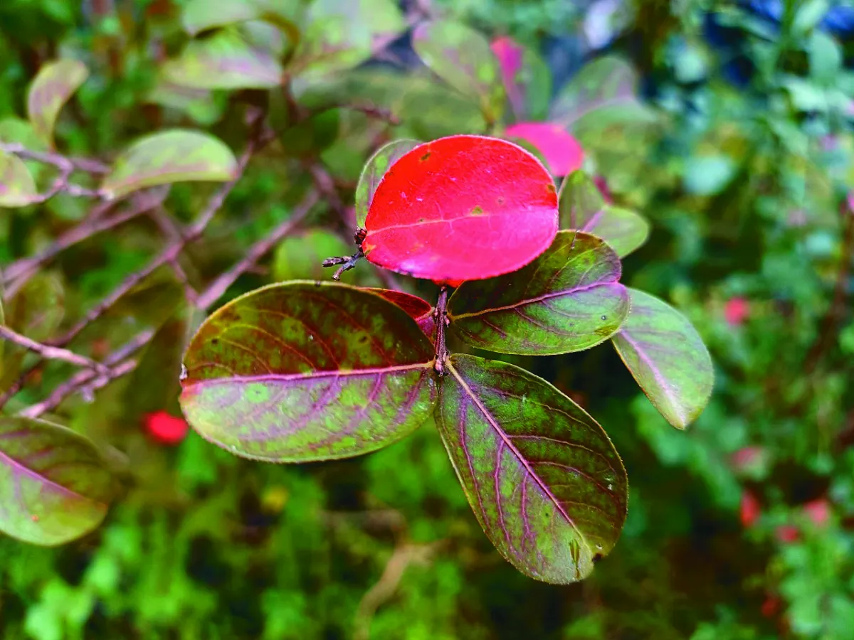 【幸福花語】紫薇啊紫薇