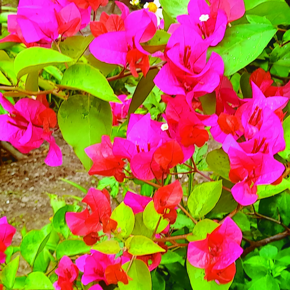 花季之思