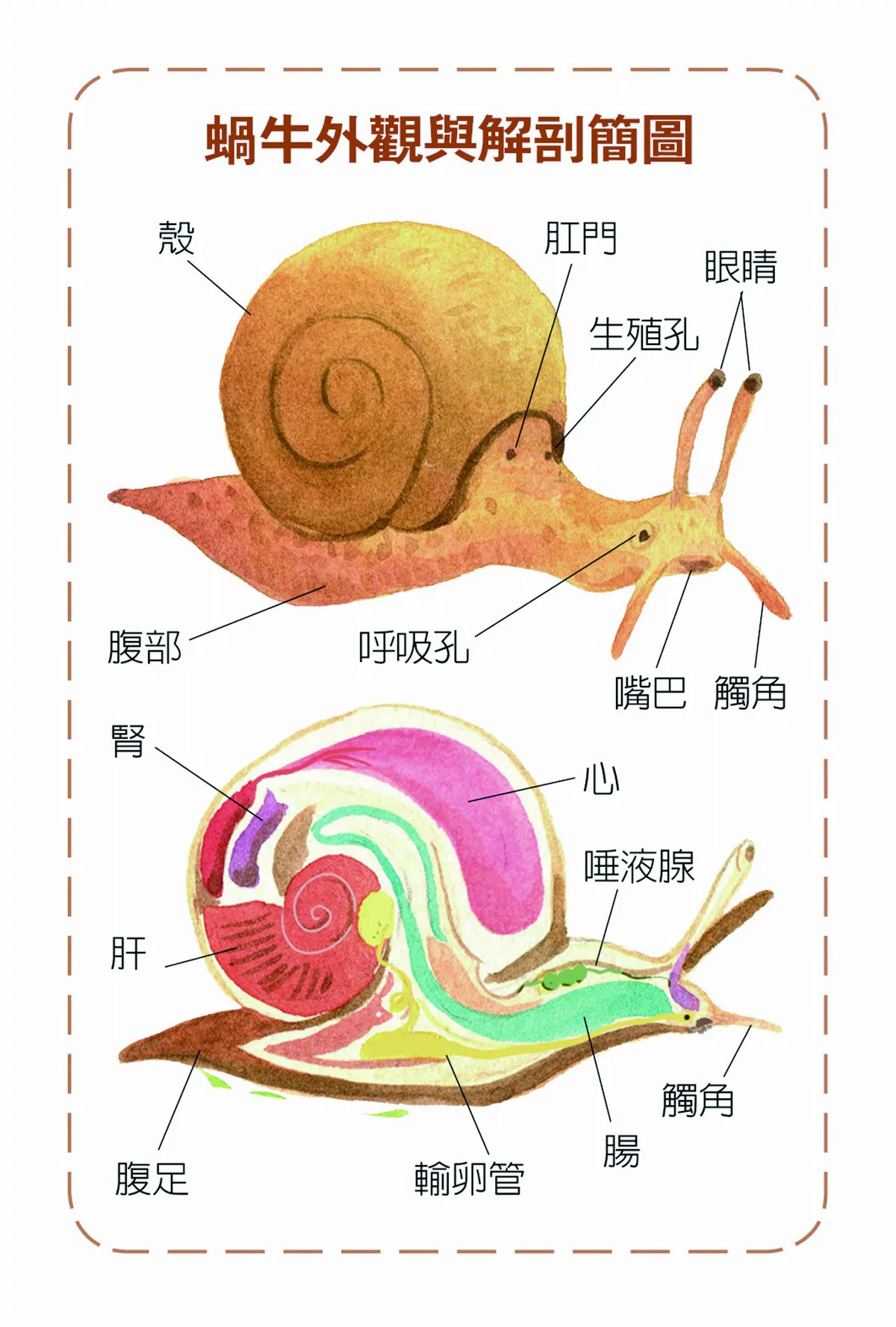 認識身邊朋友──蝸牛