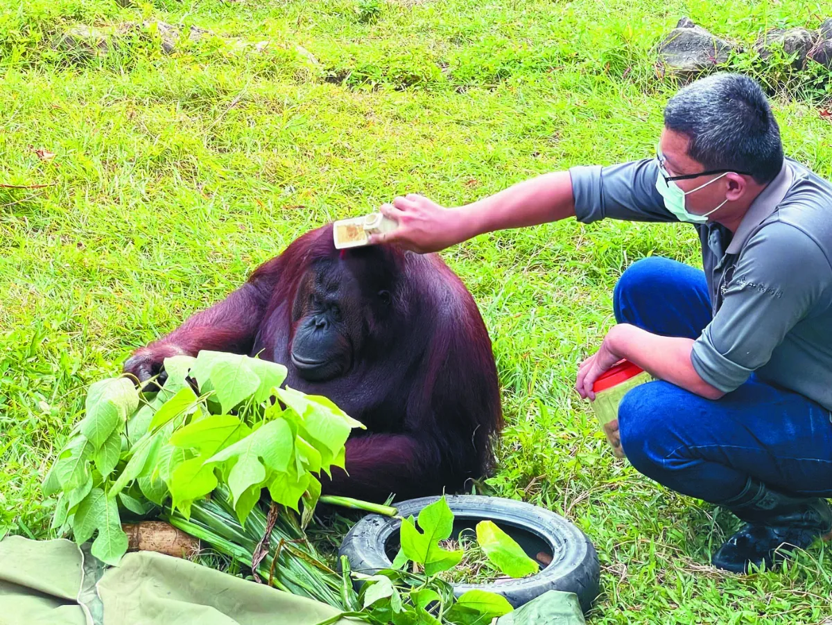 保育員成爸比  動物當兒女照顧