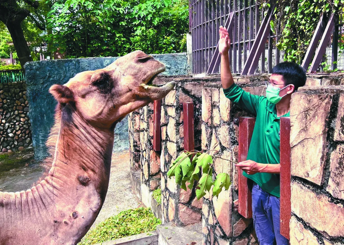 保育員成爸比  動物當兒女照顧