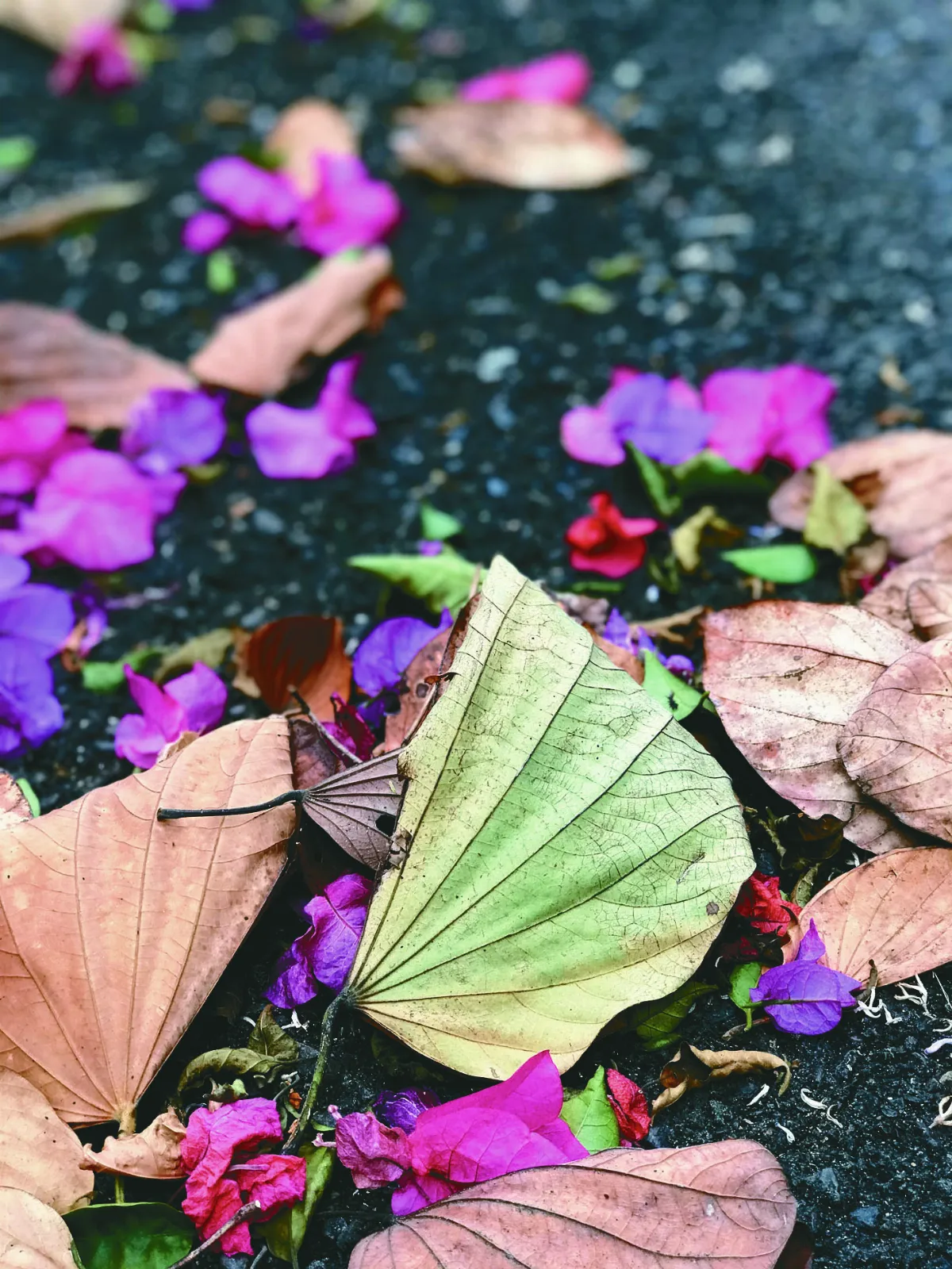 【花就是禪】 花的下半場
