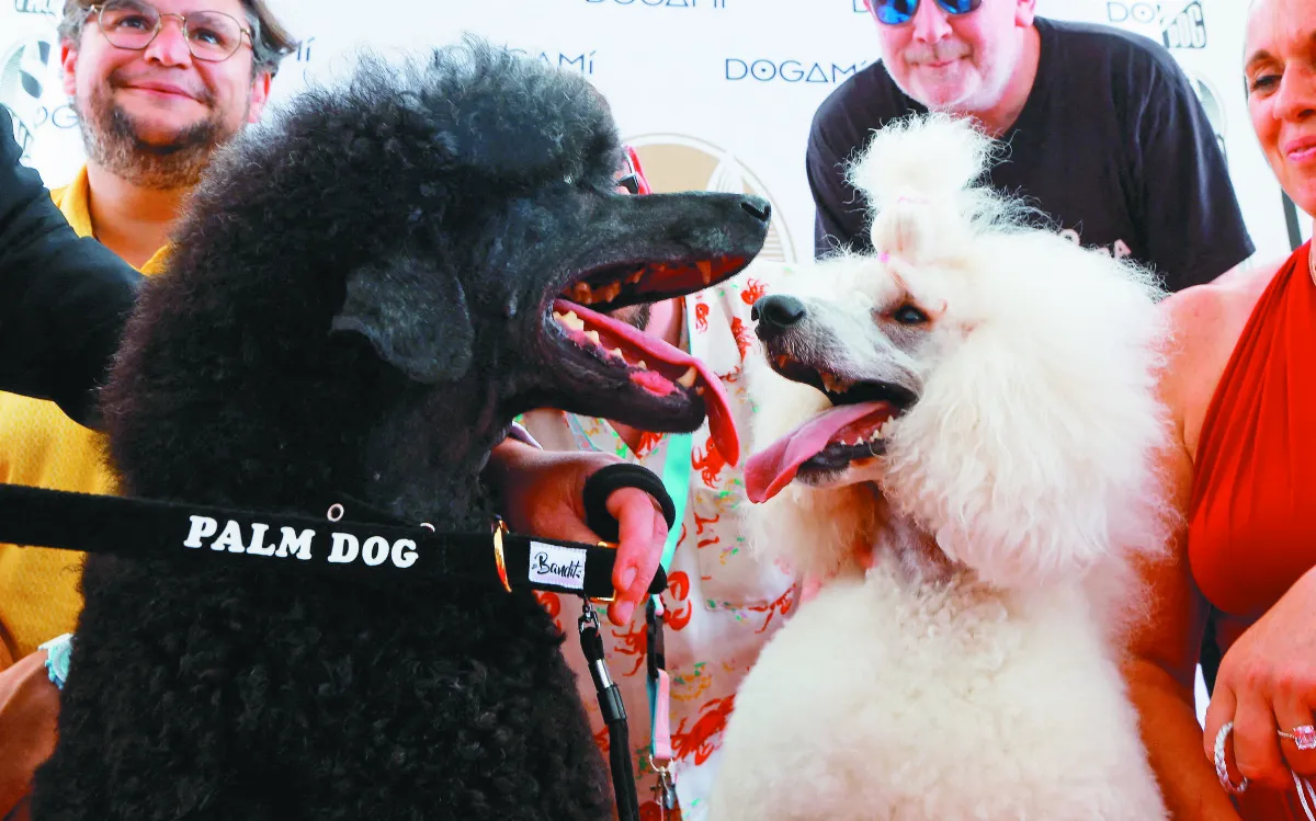 金棕櫚狗狗獎 狗明星最高榮耀獎