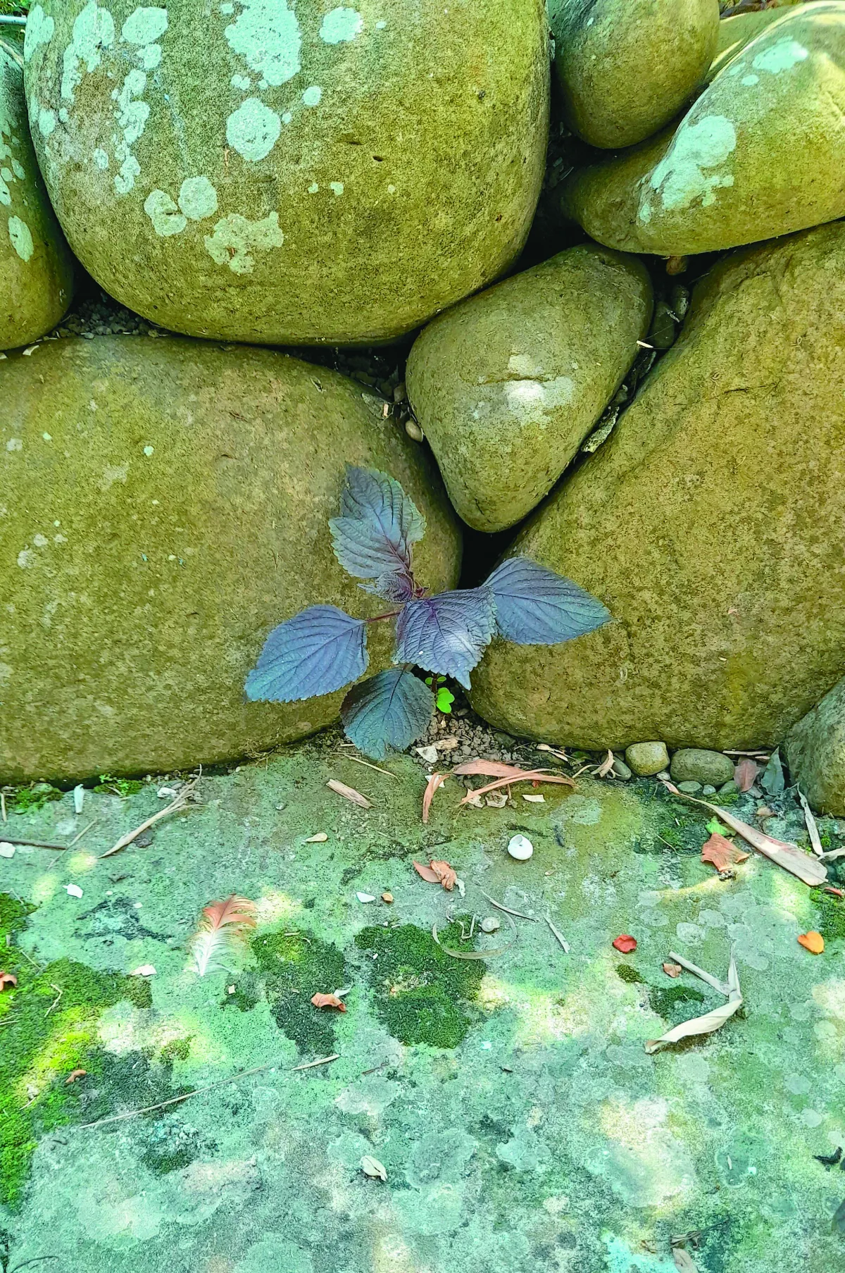 【生活快門】處處有生機