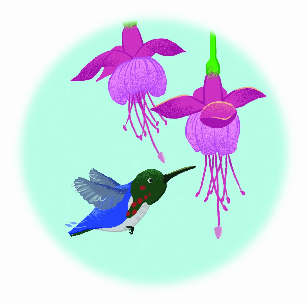 鴕鳥與蜂鳥