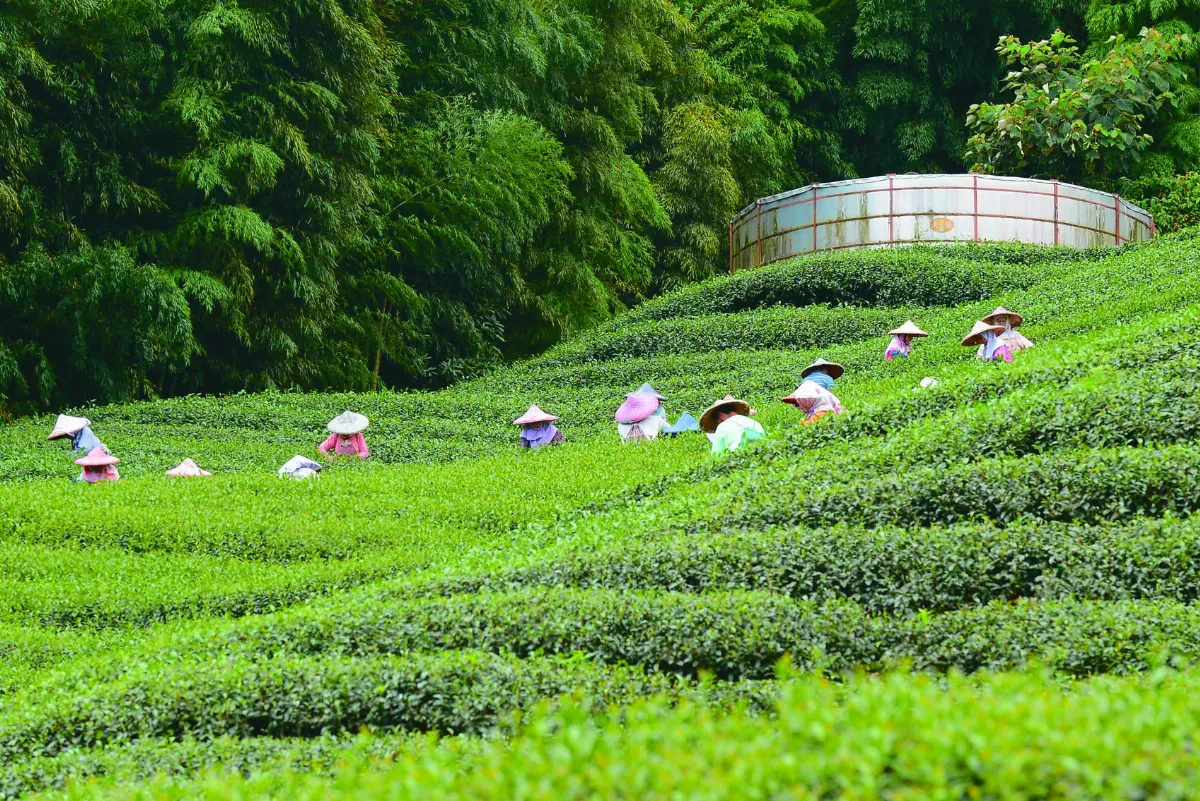 國產茶須登錄溯源 防進口摻混