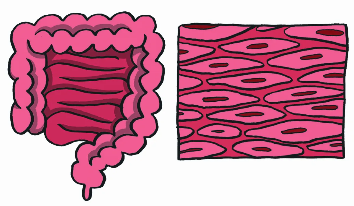 認識我們的肌肉