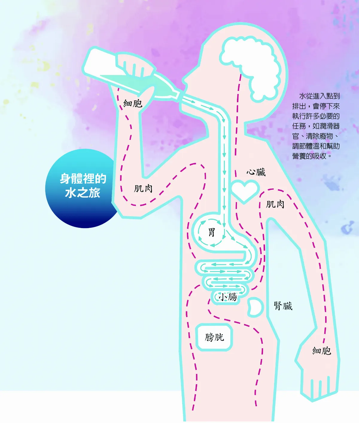 水的身體之旅