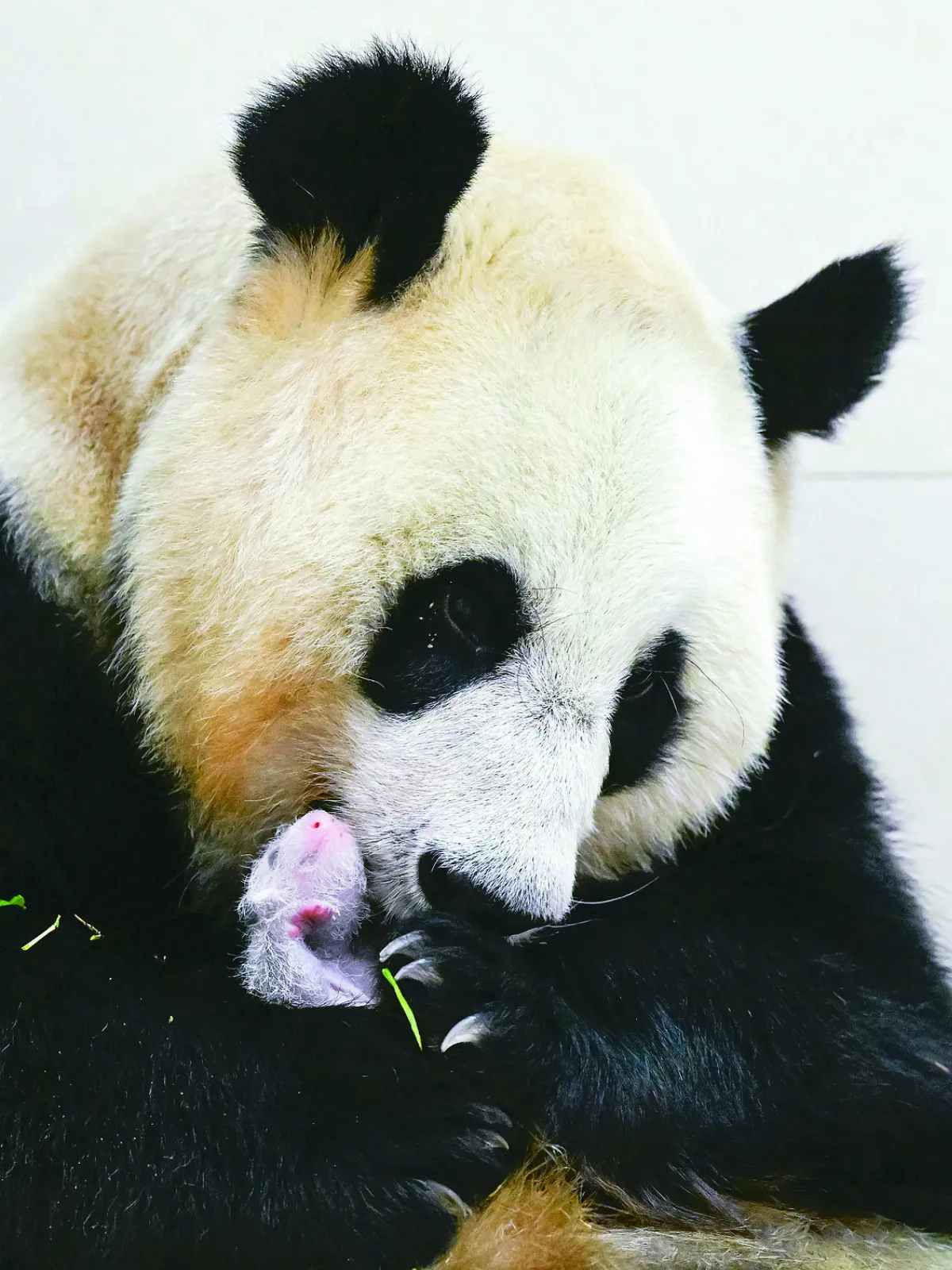 喜迎大貓熊寶寶 體重270公克破紀錄