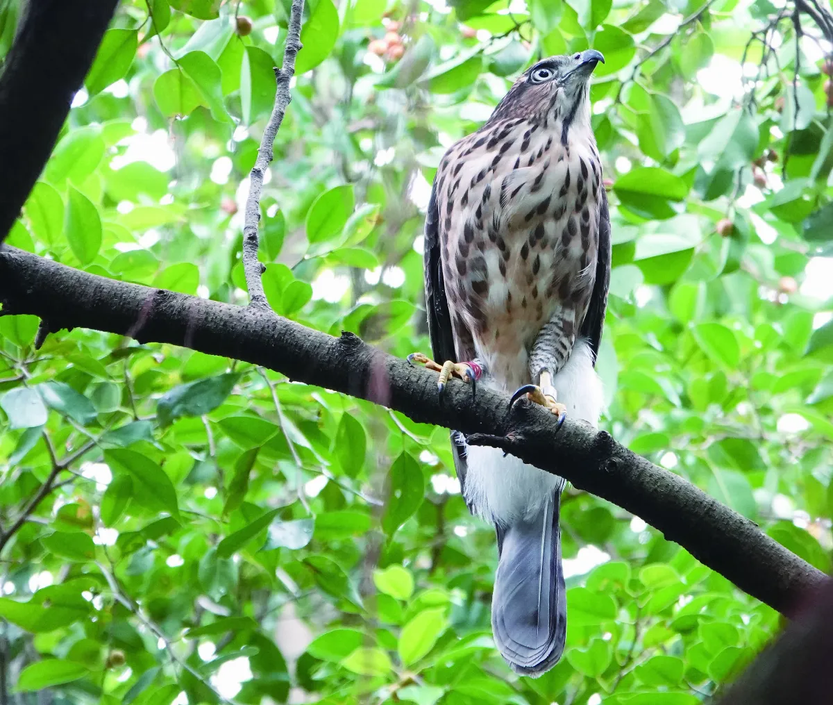 伸出雙手，拯救鳥兒