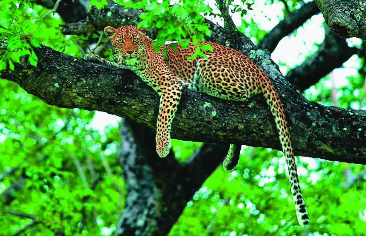 走進肯亞的動物世界