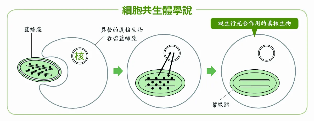 植物不動有原因