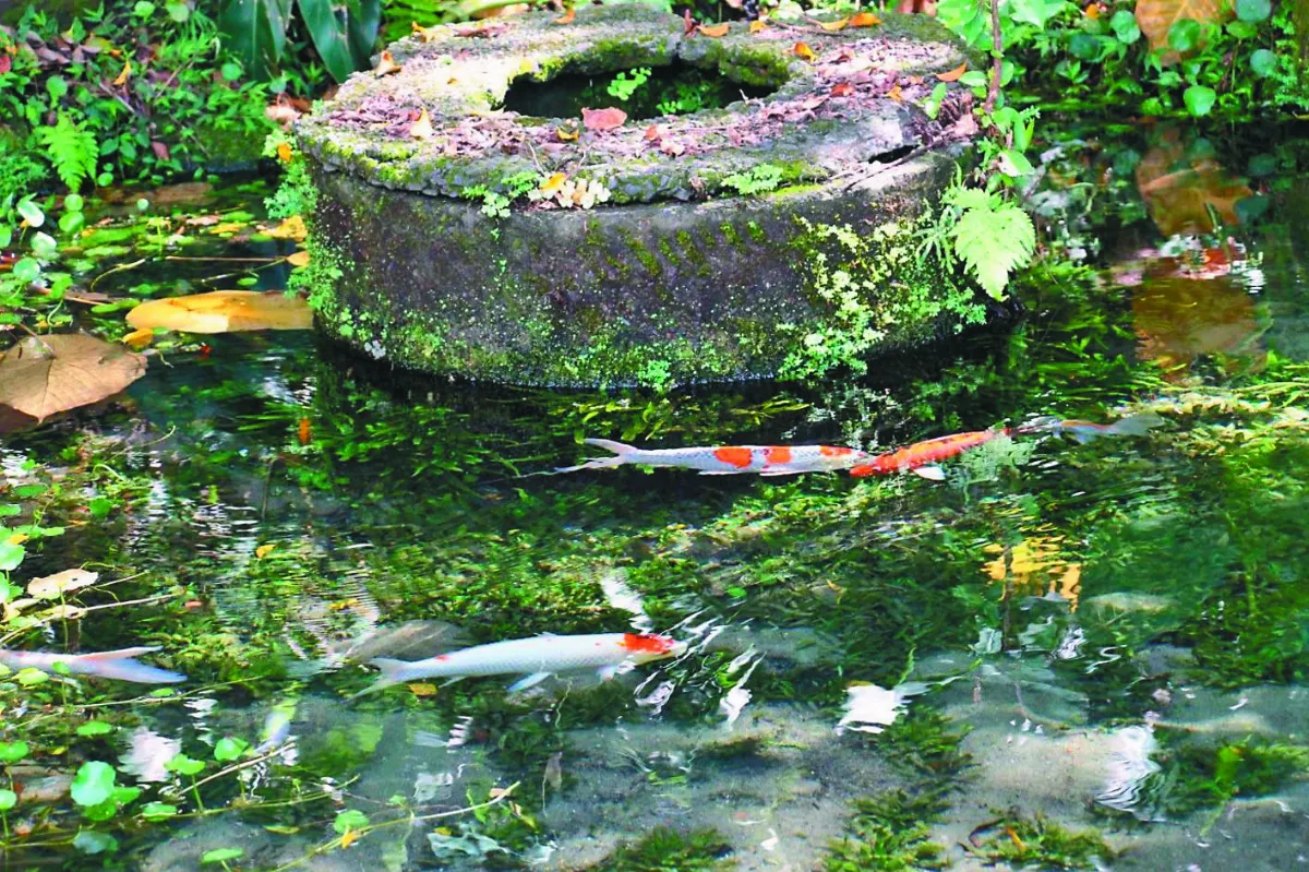 逾300歲番仔井 1天湧泉18噸