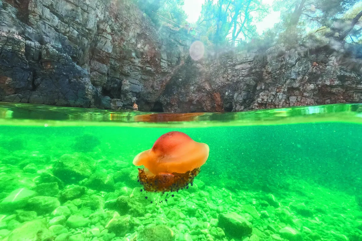 超夢幻地中海水母
