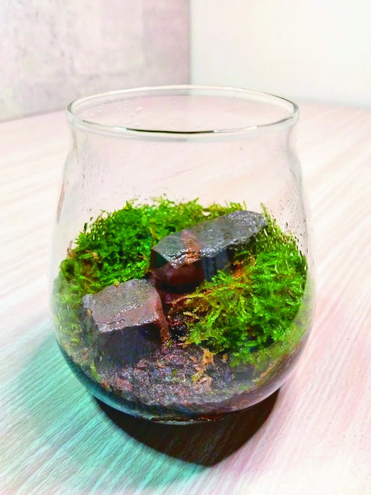 【愛植栽】賞心悅目森林淨瓶