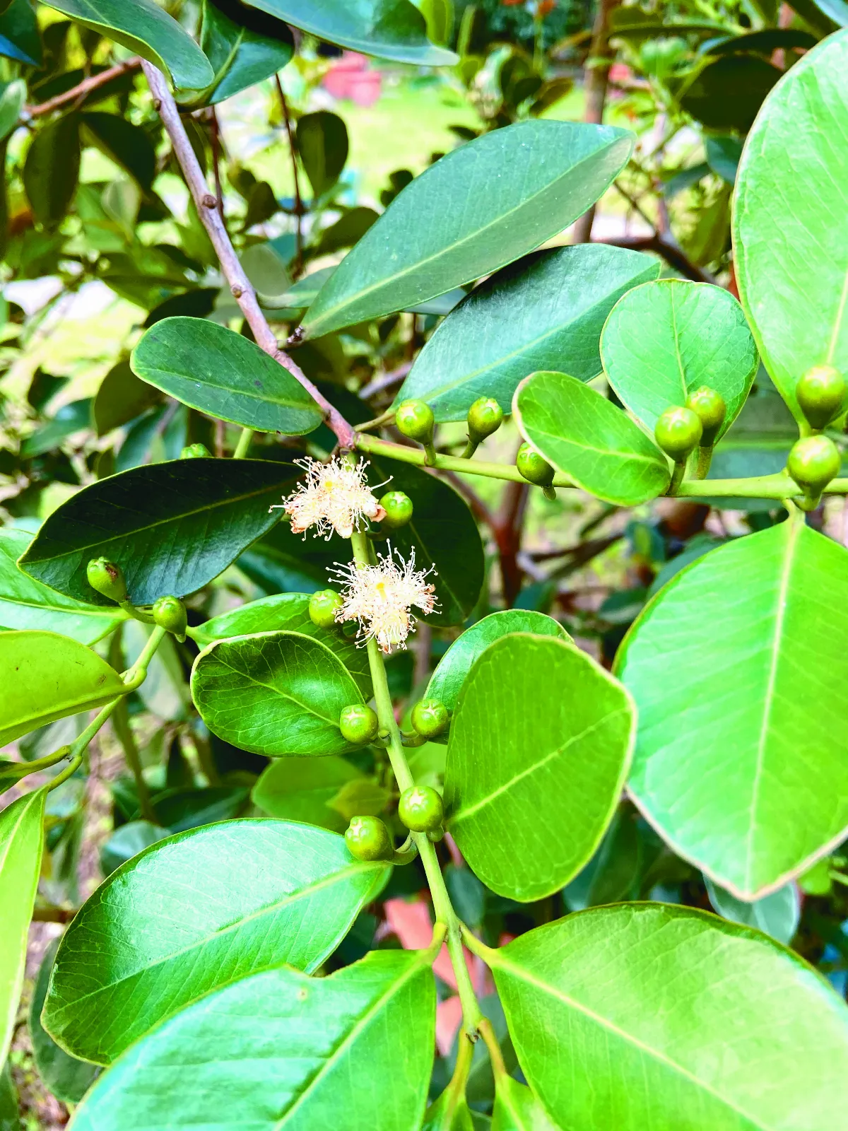 【我的心園】珍果纍纍