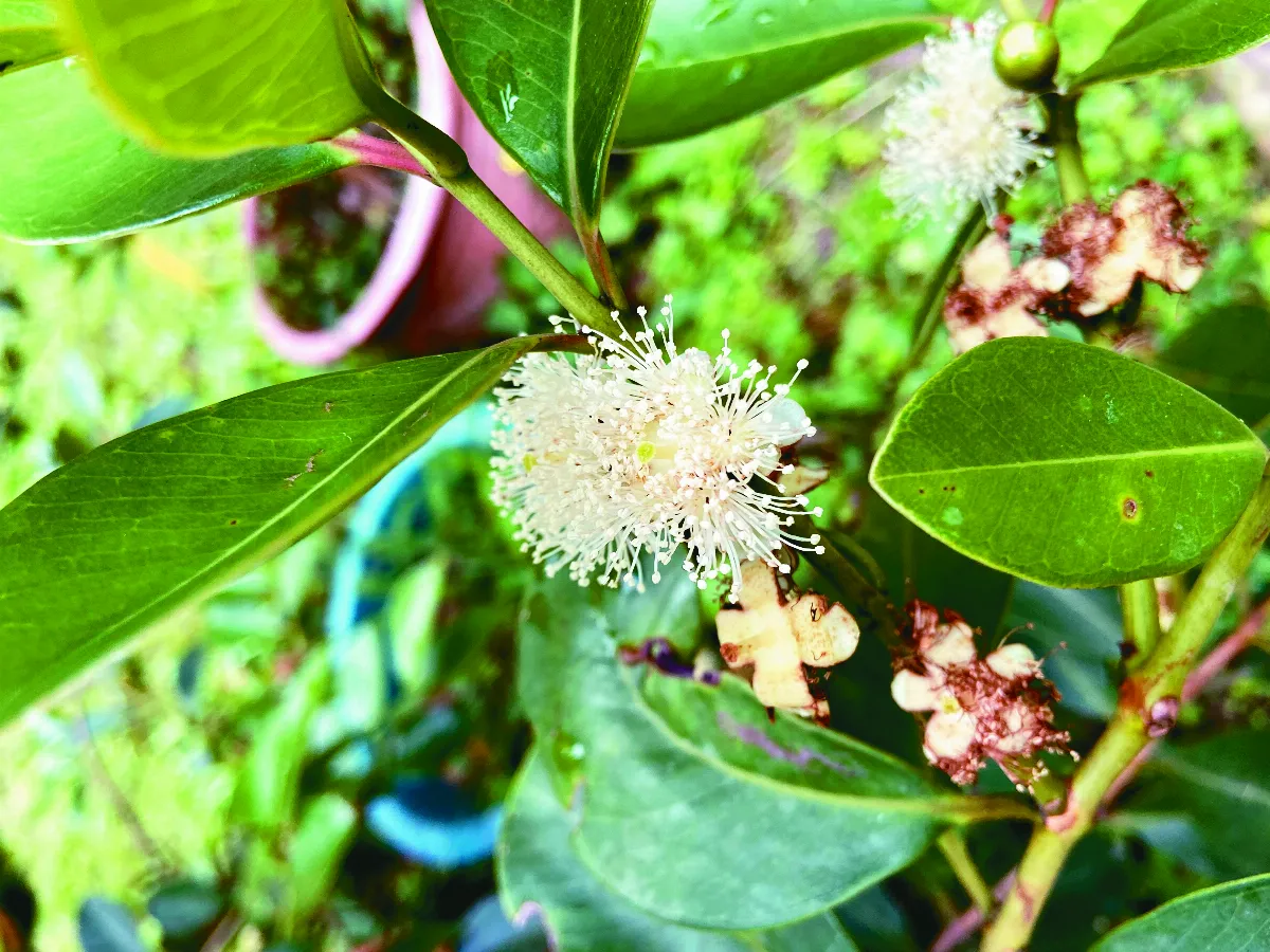 【我的心園】珍果纍纍