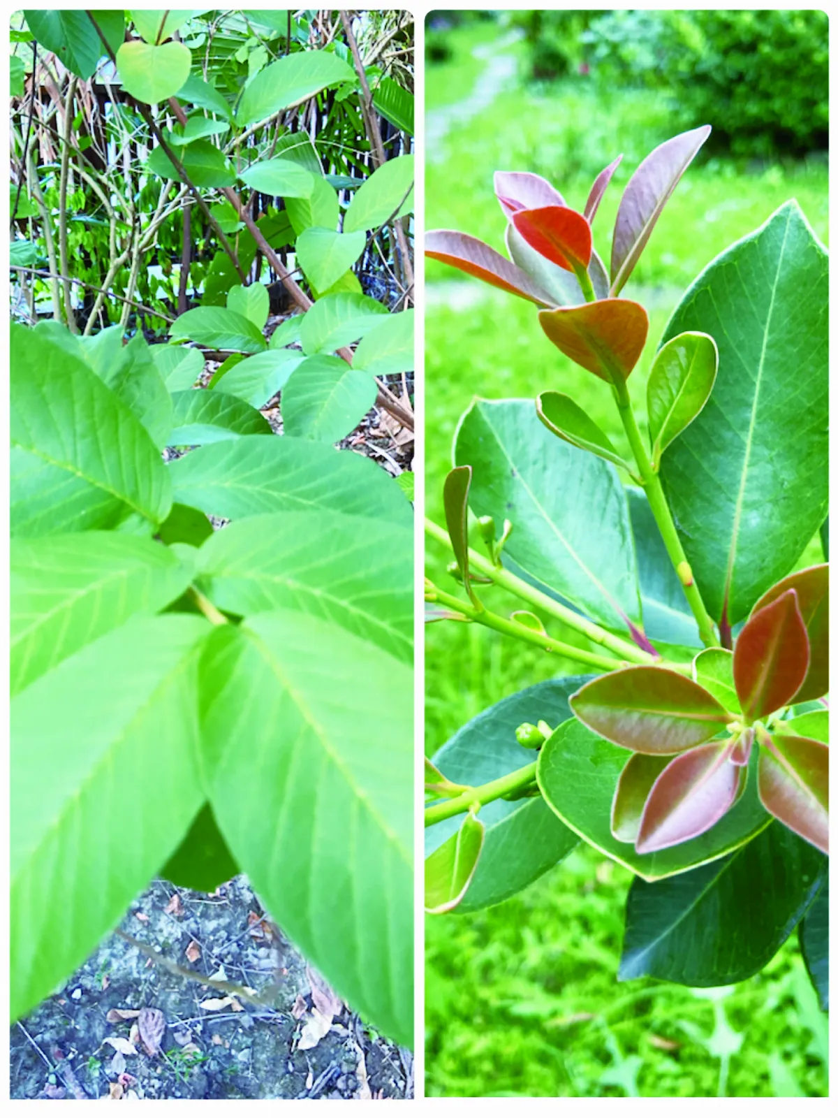 【我的心園】珍果纍纍