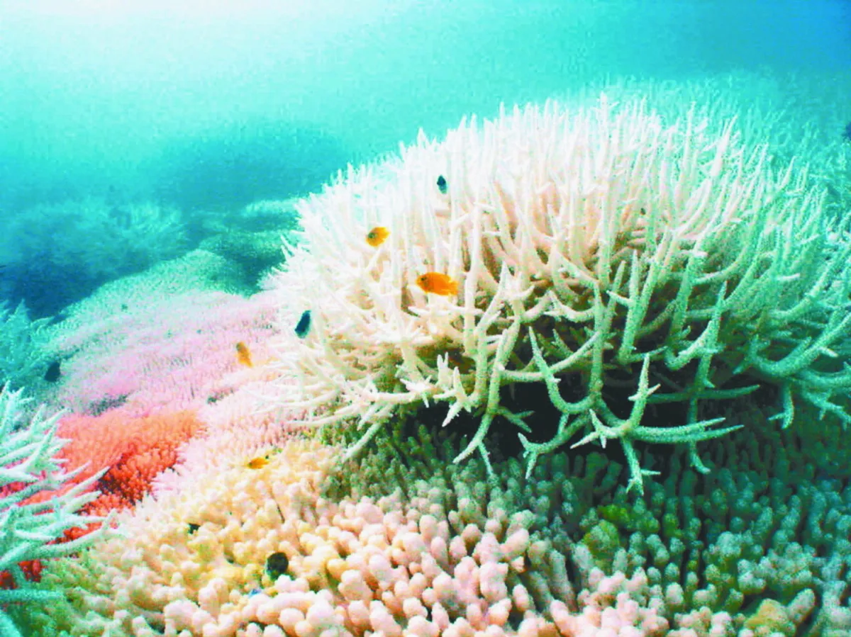 野火燒進地中海 700 種海洋生物瀕危