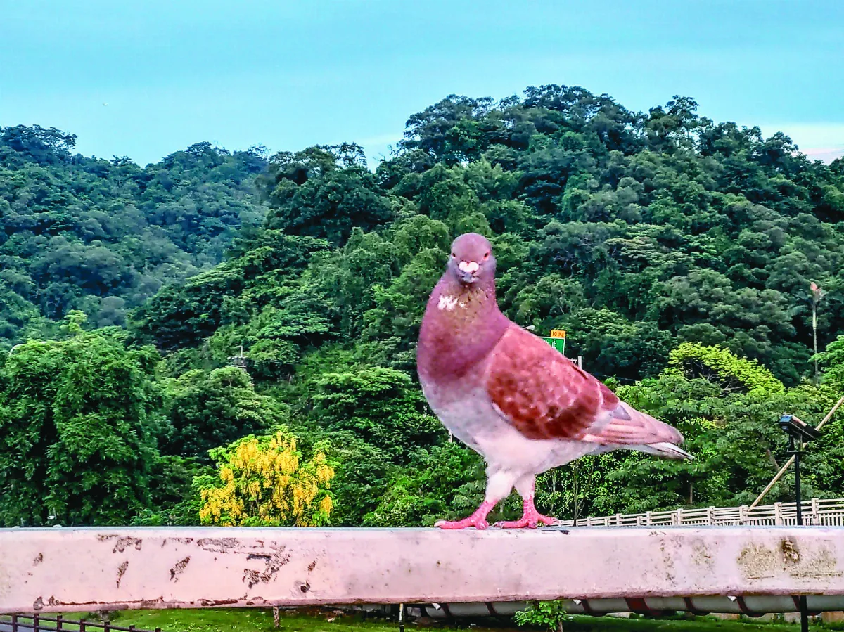 【生活快門】 最佳麻豆