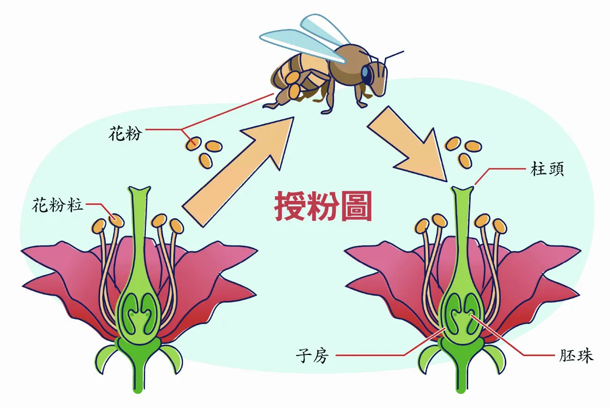 小花粉，大作用