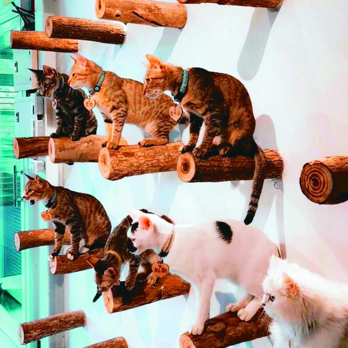 愛貓成痴 麥又仁打造浪貓樂園