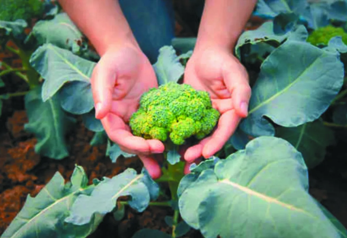禁肉類廣告  荷蘭全球首例